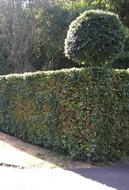 vellen bomen
